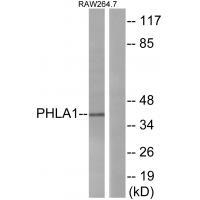 PHLA1 Antibody