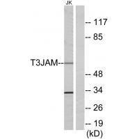 T3JAM Antibody