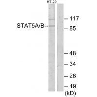 STAT5A/B Antibody