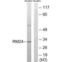 MRPL24 Antibody