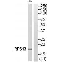 RPS13 Antibody