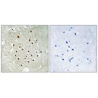 RPS19BP1 Antibody