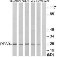 RPS9 Antibody