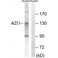 AZI1 Antibody