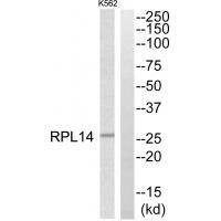 RPL14 Antibody
