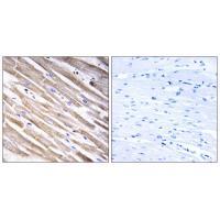 RPL3L Antibody
