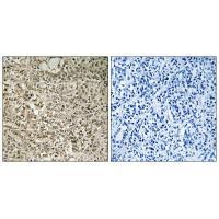 RPL40 Antibody