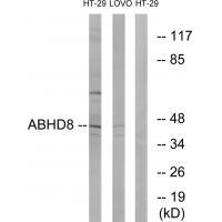 ABHD8 Antibody