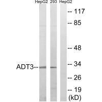 SLC25A6 Antibody