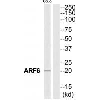 ARF6 Antibody