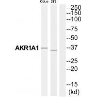 AKR1A1 Antibody