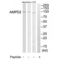 AMPD2 Antibody