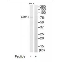 AMPH Antibody