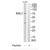 KAL1 Antibody