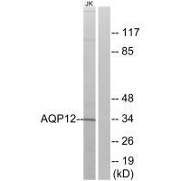 AQP12 Antibody