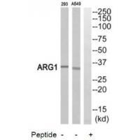 ARG1 Antibody