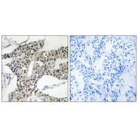 ARSK Antibody