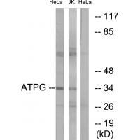 ATPG Antibody