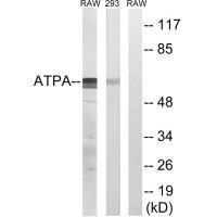 ATP5A1 Antibody