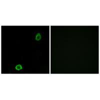 ABCA13 Antibody