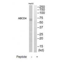 ABCD4 Antibody