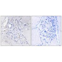 C9orf89 Antibody