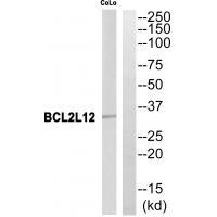 BCL2L12 Antibody
