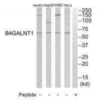 B4GALNT1 Antibody