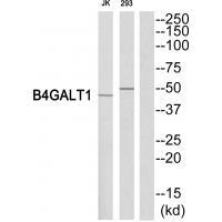 B4GALT1 Antibody