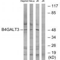 B4GALT3 Antibody