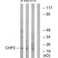 CHP2 Antibody