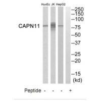 CAPN11 Antibody
