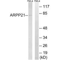 ARPP21 Antibody