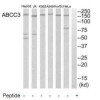 ABCC3 Antibody
