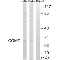 COMT Antibody