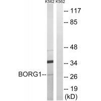 BORG1 Antibody