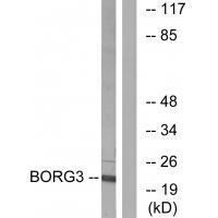 BORG3 Antibody