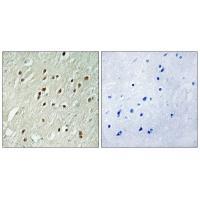 CNTROB Antibody