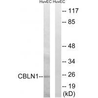 CBLN1 Antibody