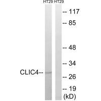 CLIC4 Antibody
