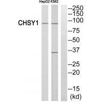 CHSY1 Antibody