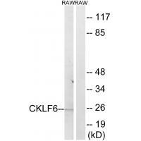 CKLF6 Antibody
