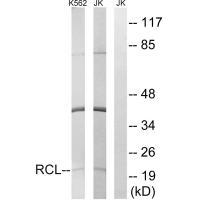 RCL Antibody