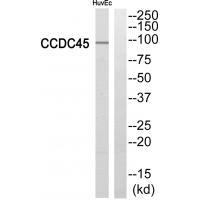 CCDC45 Antibody