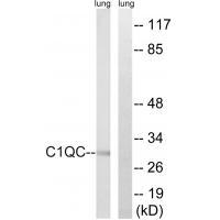 C1QC Antibody