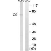 C9 Antibody