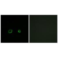 CNTN4 Antibody