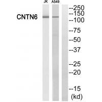 CNTN6 Antibody
