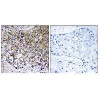 ATG4A Antibody