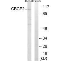 CBCP2 Antibody